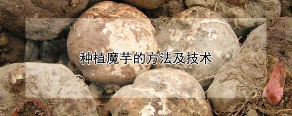 种植魔芋的方法及技术