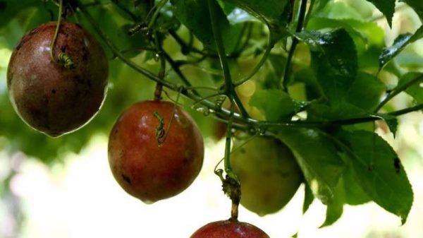 西番莲和百香果的区别？是什么？