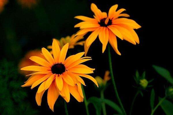 黑心菊种子发芽方法