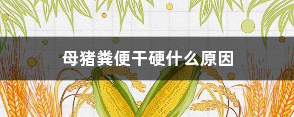 母猪粪便干硬什么原因？