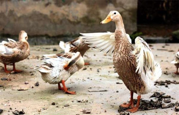 如何提高养鸭效益