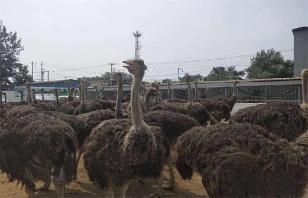 养20只鸵鸟需投多少钱