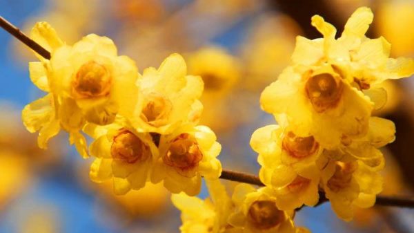 腊梅什么时候移栽