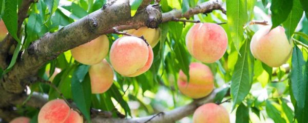 海拔1800适合种植什么？