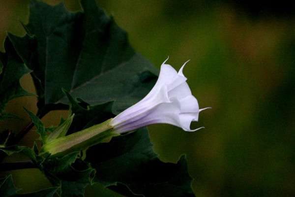 曼陀罗花有没有毒性