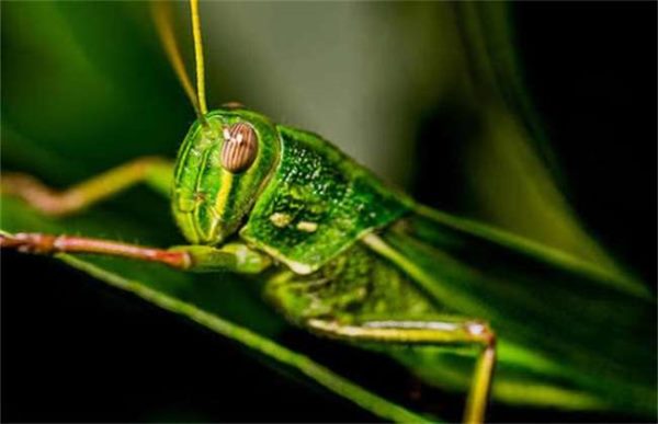 如何预防蝗灾的发生