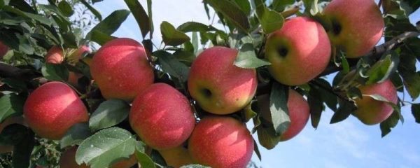 盆栽苹果树的养殖方法和注意事项