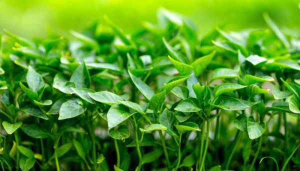 杂草有什么办法彻底清除