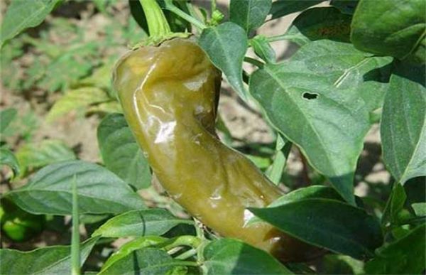 辣椒烂果怎么办？