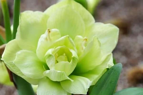 朱顶红重瓣最大花品种