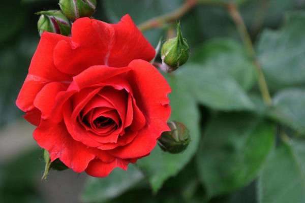 月季和玫瑰的区别？