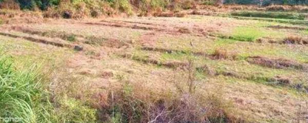 农田抛荒的性质