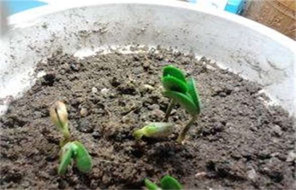 幼苗带帽怎么回事