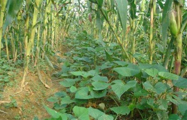 玉米适合套种什么作物