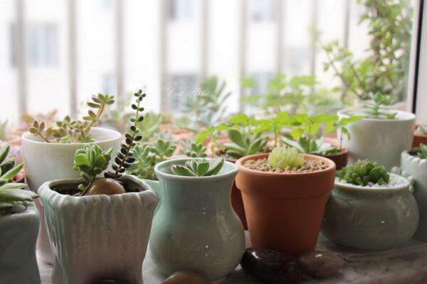 多肉的休眠期是什么时候