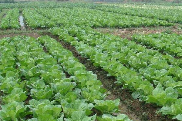 白菜种植技术与管理