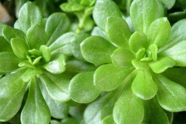 如何给植物补铁