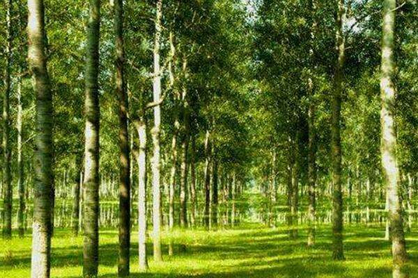 银白杨和毛白杨区别