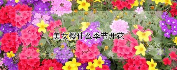 美女樱什么季节开花