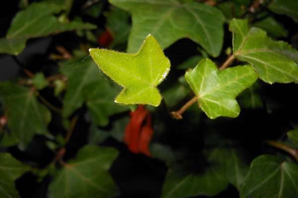 甲醛克星植物有哪些？