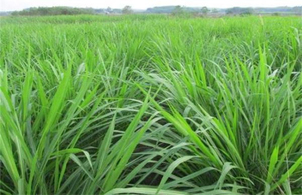 比较优质的几种牧草种植