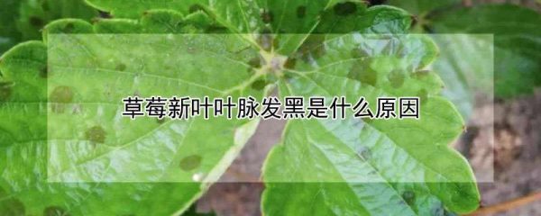 草莓新叶叶脉发黑是什么原因