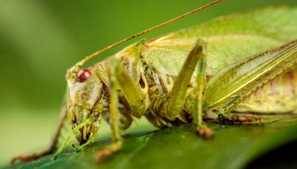 蝗灾怎么形成的