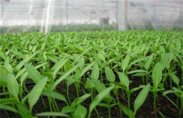 辣椒出苗后如何管理