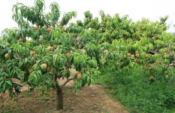 桃树盛果期管理要点