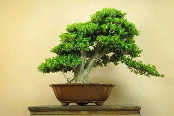 老枝黄杨怎么插活