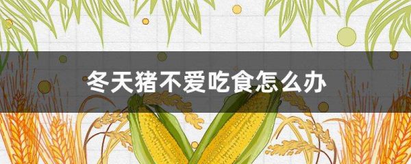 冬天猪不爱吃食怎么办？