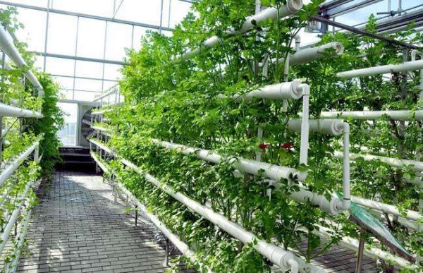 未来的农业模式会怎么发展