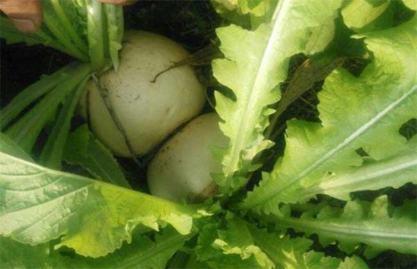 萝卜生长异常情况防治
