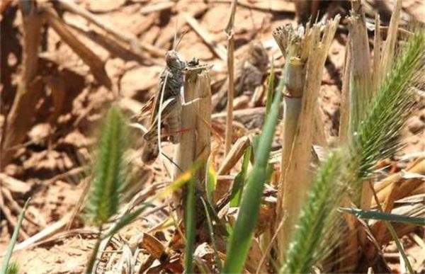 蝗虫出现的原因？