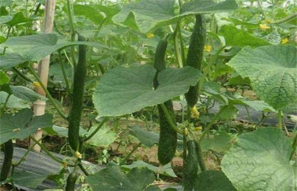 如何提高黄瓜的种植效益