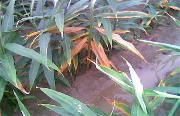 生姜叶子发黄怎么办？