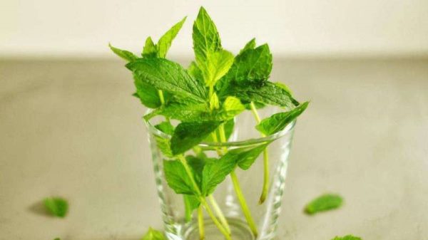 野薄荷和薄荷的区别