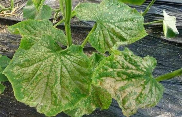 农作物常见肥害类型