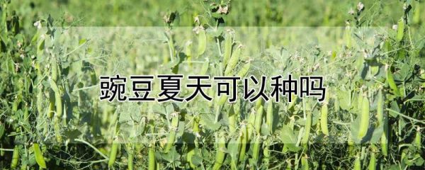 豌豆夏天可以种吗