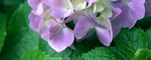 冬天花卉怎么保暖