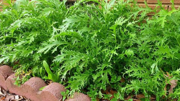 芥菜品种有哪些？