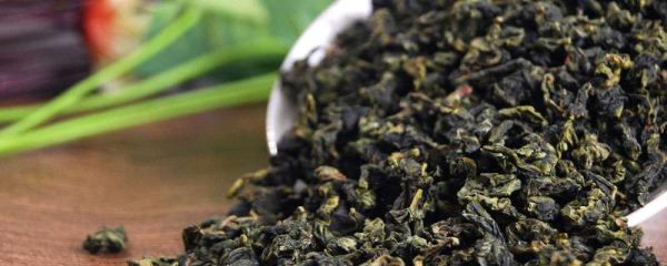 铁观音属于什么茶