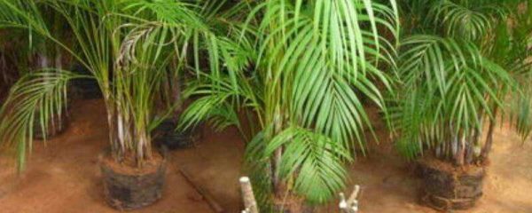 凤尾葵怎么繁殖