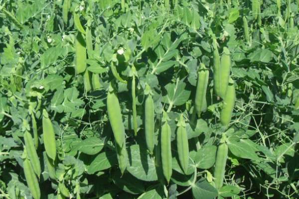 豌豆12月份还可以播种吗