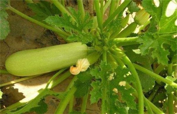 西葫芦徒长该怎么办？