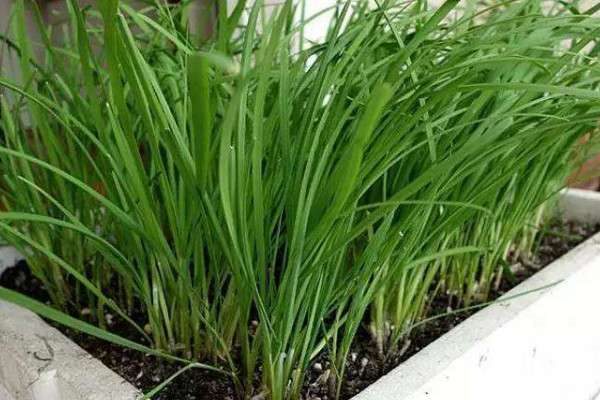 阳台种植蔬菜的技术和方法