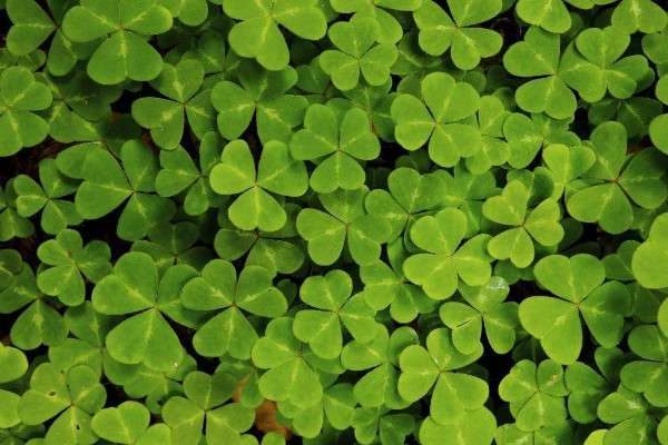 三叶草的养殖方法和注意事项