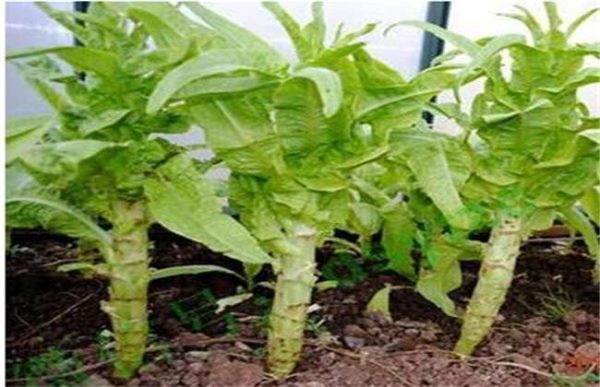 莴笋抽薹是什么原因？