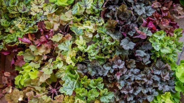 北方能过冬的庭院花有哪些？