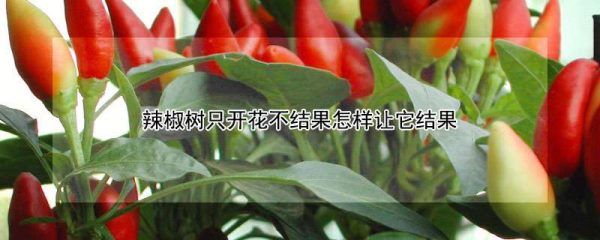 辣椒树只开花不结果怎样让它结果